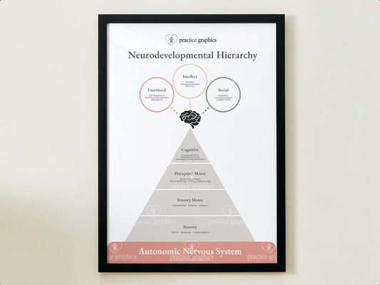 Neurodevelopmental Hierarchy