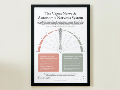 The Vagus Nerve & Autonomic Nervous System