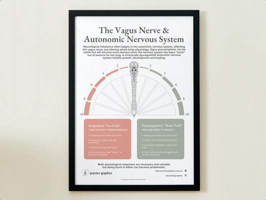 The Vagus Nerve & Autonomic Nervous System