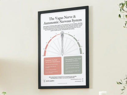 The Vagus Nerve & Autonomic Nervous System