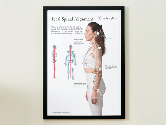 Ideal spinal alignment (female) Poster