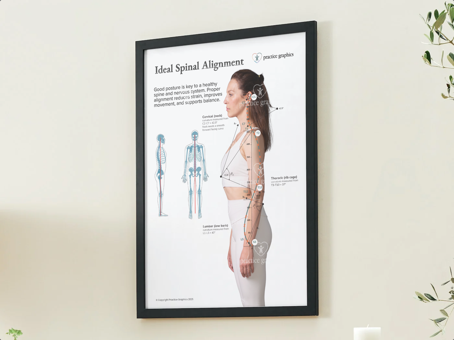 Ideal spinal alignment (female) Poster
