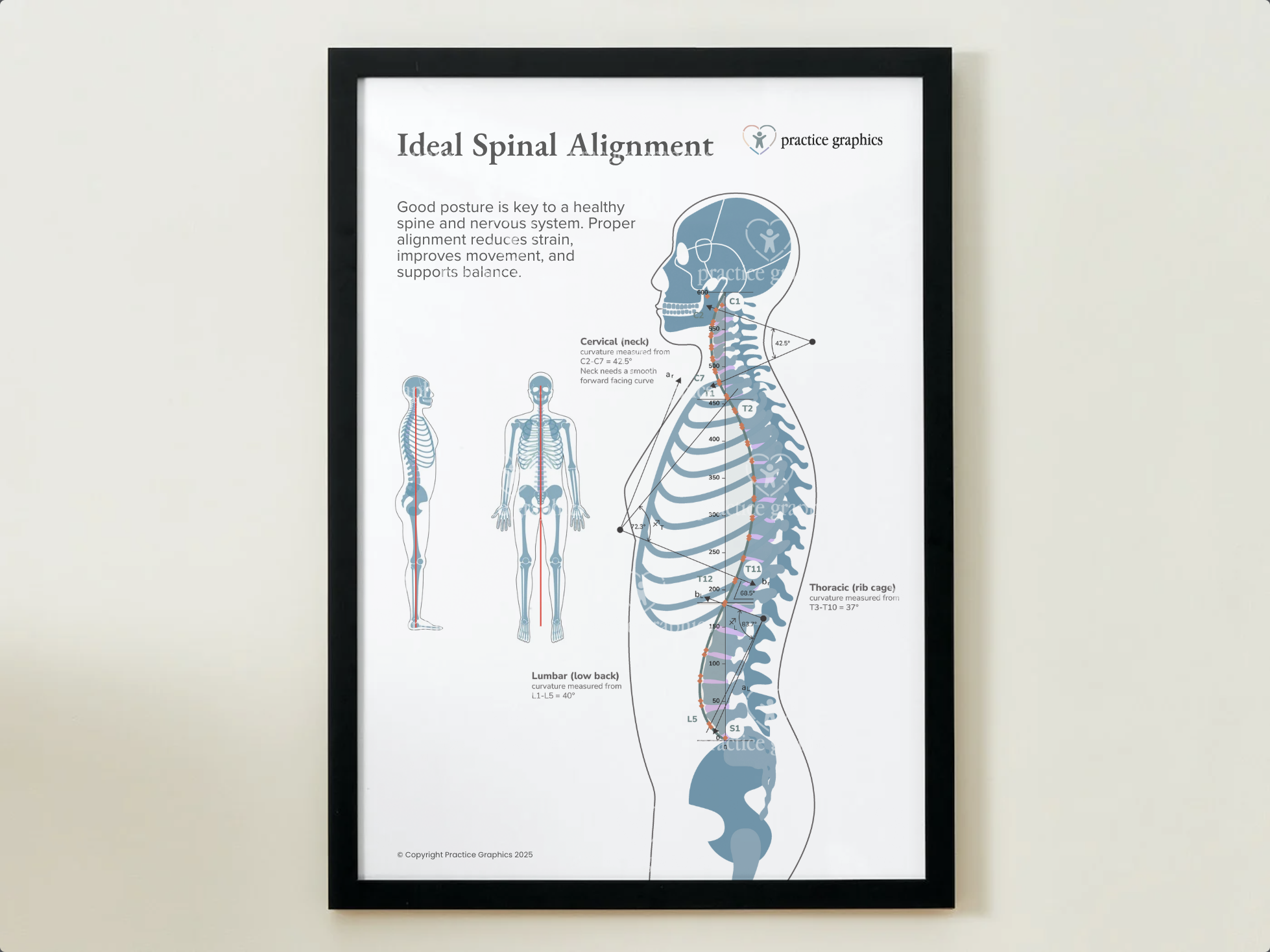 Ideal spinal alignment Posters – Practice Graphics