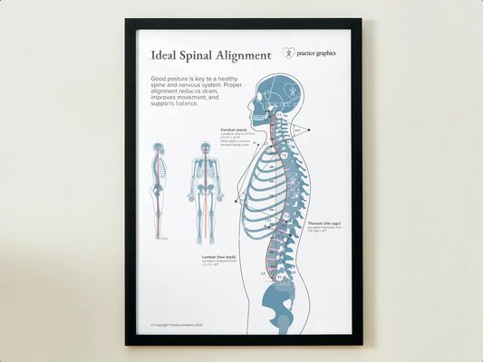 Ideal spinal alignment Posters