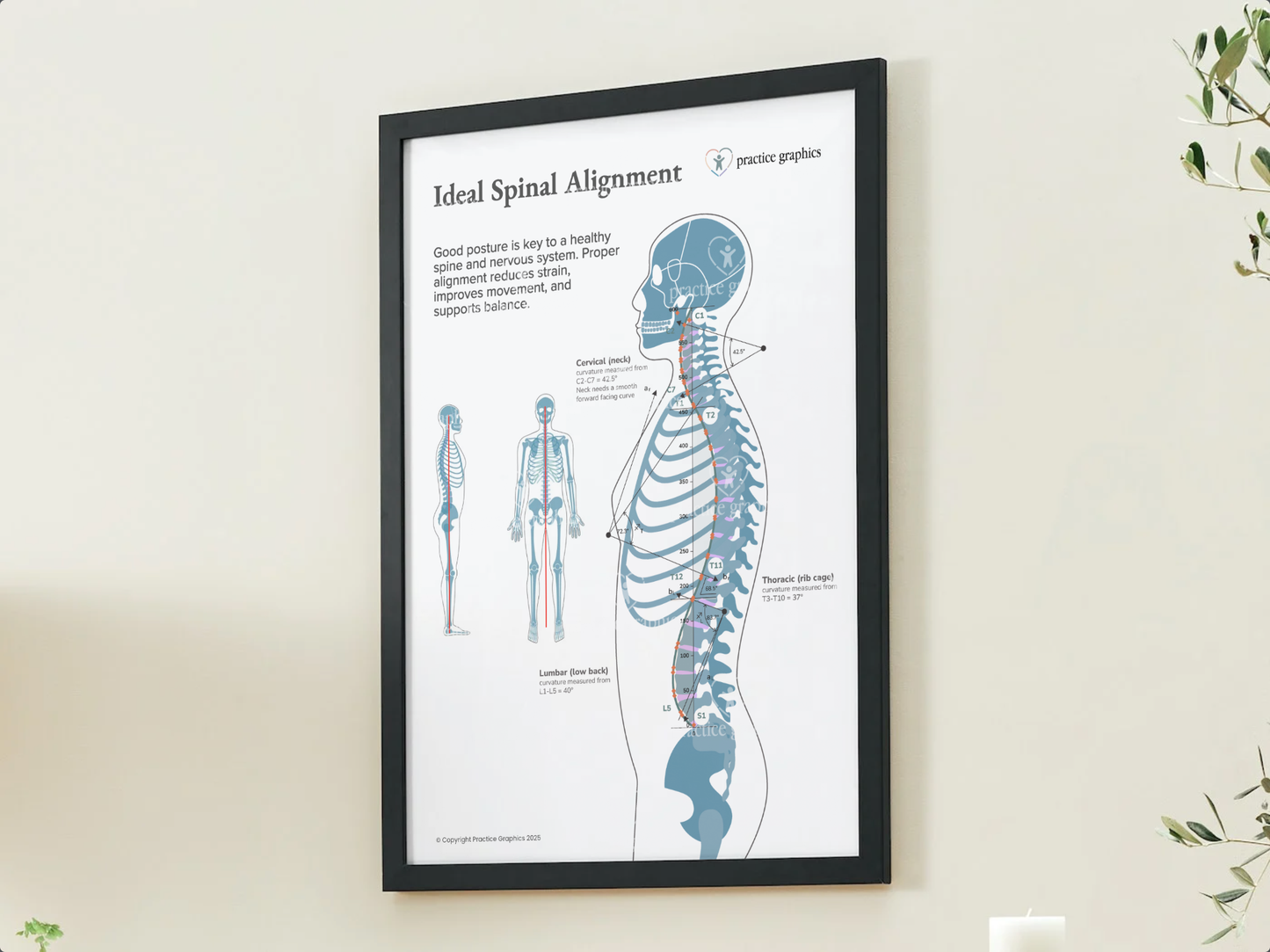 Ideal spinal alignment Posters