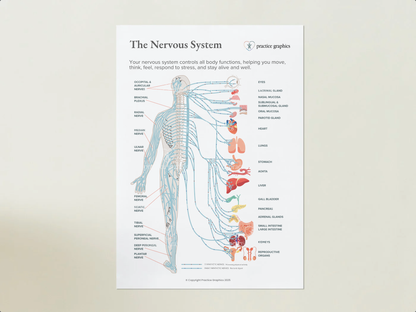 The nervous system Poster