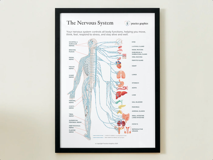 The nervous system Poster