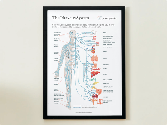 The nervous system Poster