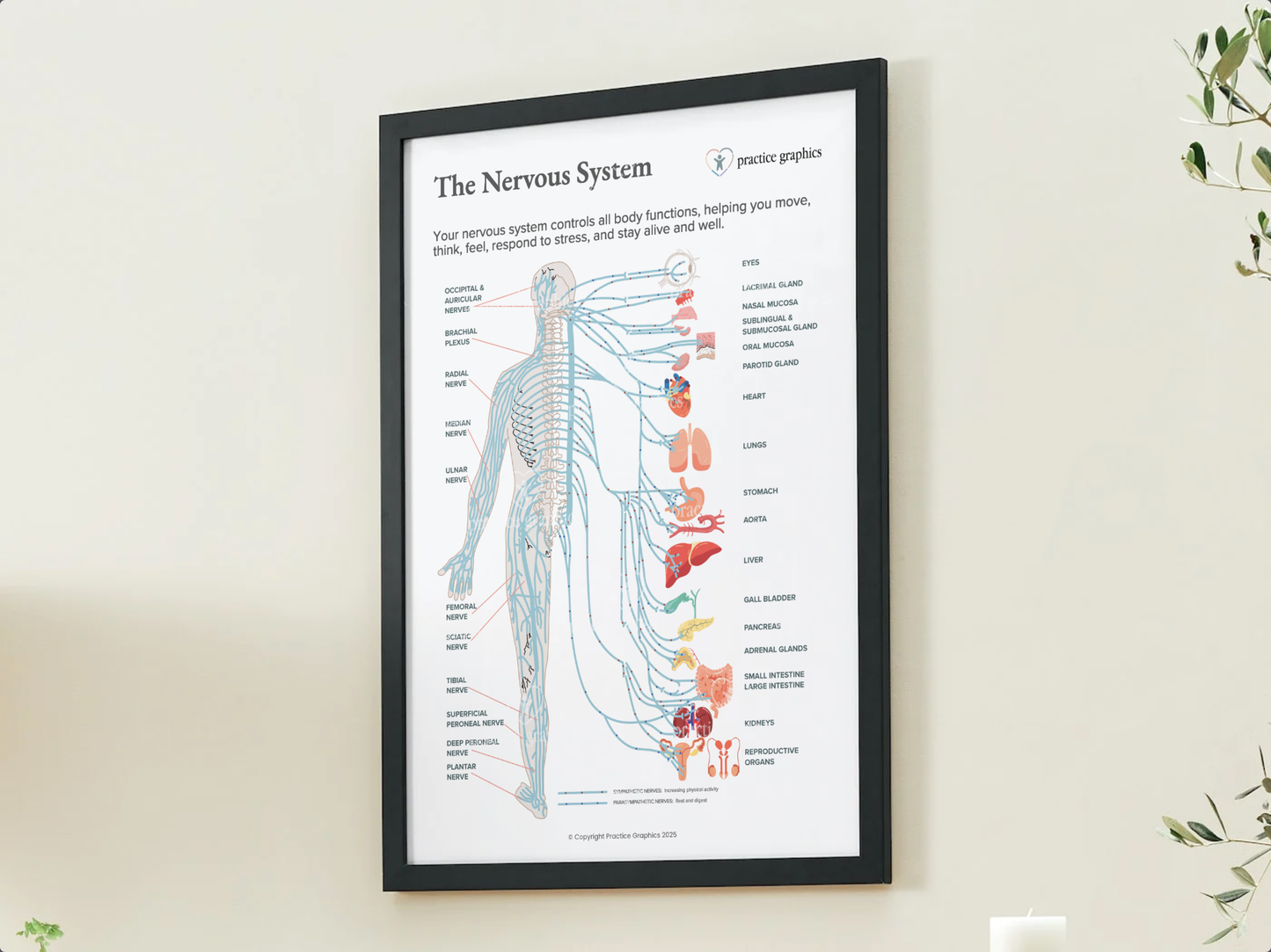 The nervous system Poster