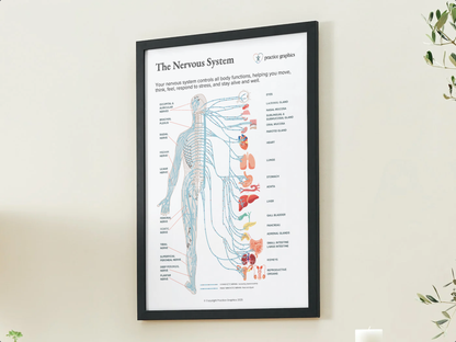 The nervous system Poster