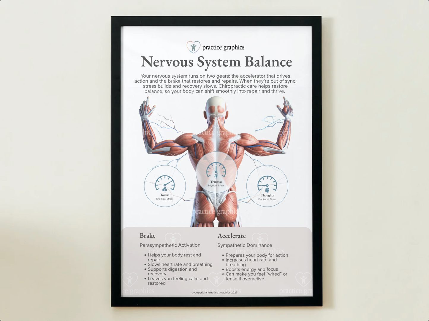 Accelerate vs Brake – Anatomical Poster