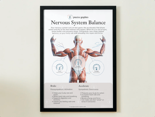 Accelerate vs Brake – Anatomical Poster