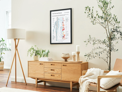 The nervous system Poster