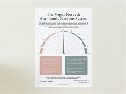 The Vagus Nerve & Autonomic Nervous System