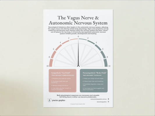 The Vagus Nerve & Autonomic Nervous System