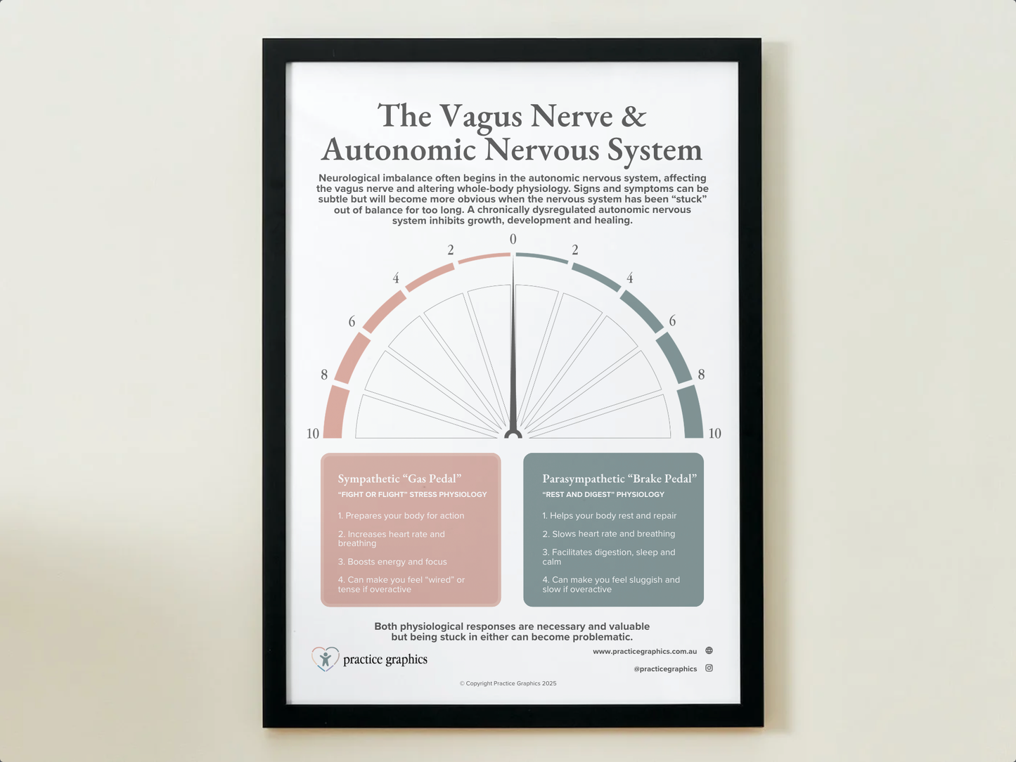 The Vagus Nerve & Autonomic Nervous System