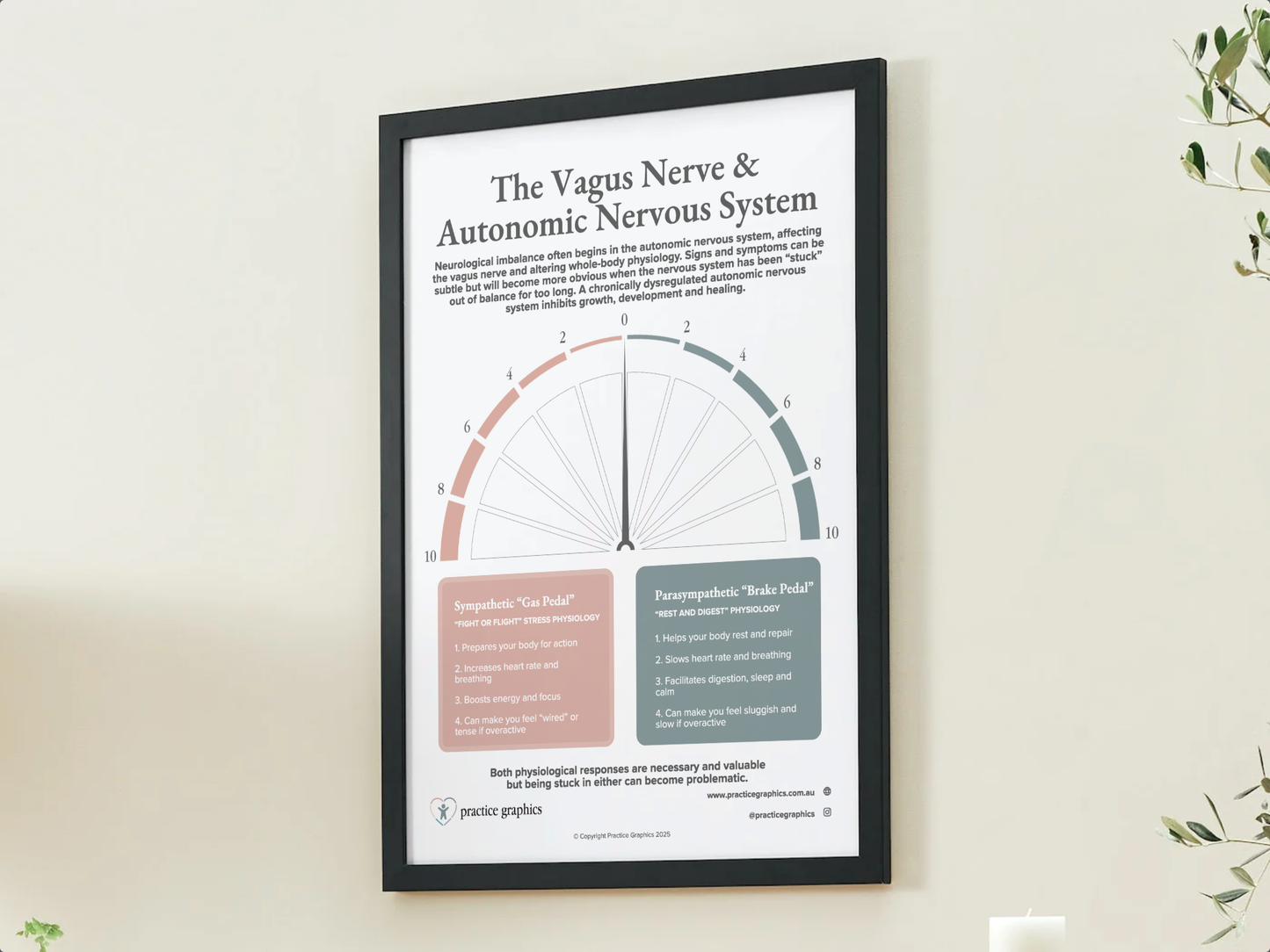 The Vagus Nerve & Autonomic Nervous System